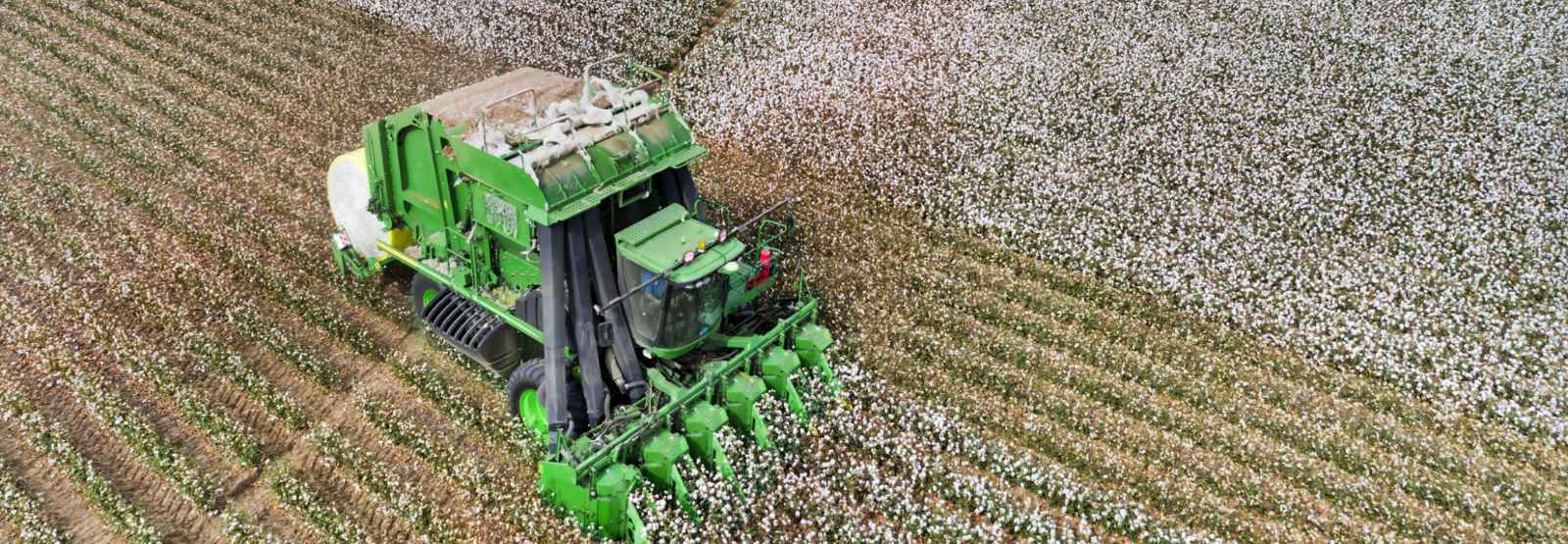 a green combine harvesting cotton