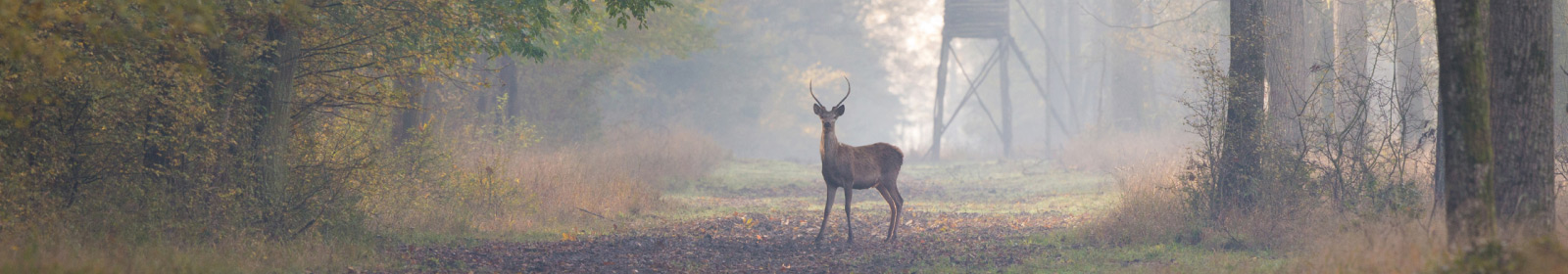 deer in woods